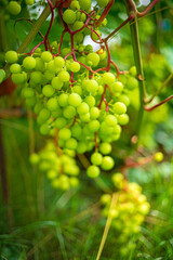 green grapes in the garden