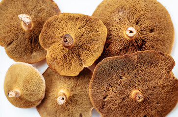 Group of brown edible mushrooms top view. Red cracking bolete fungi. Autumn seasonal wild mushrooms...