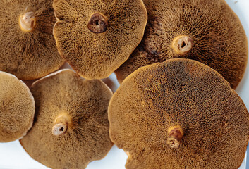 Group of brown edible mushrooms top view.  Red cracking bolete fungi. Autumn seasonal wild...