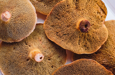Group of brown edible mushrooms top view.  Red cracking bolete fungi. Autumn seasonal wild mushrooms ingredients for low calory diet
