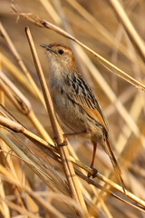 Levaillant’s Cisticola (Vleitinktinkie) in Rietvlei Nature Reserve