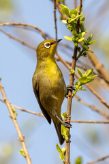 Cape White-eye (Kaapse Glasogie) in Rietvlei Nature Reserve