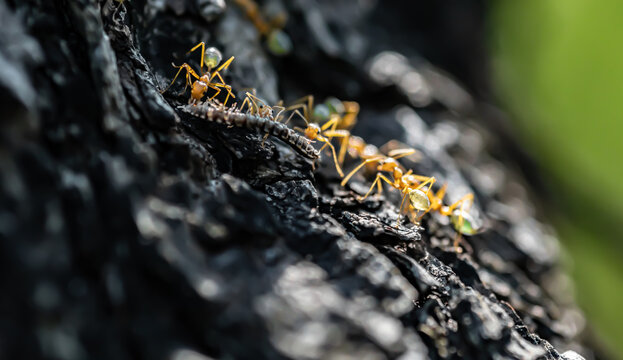 Green Tree Ants Eating a Centipede