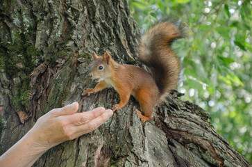 He stretches out his hand to the squirrel on the tree