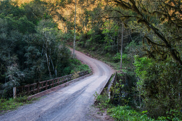 road in the woods in brazil
