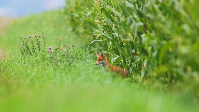 one young red fox (Vulpes vulpes) hunts for prey at a meadow along a cornfield