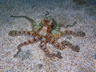 White-spotted Atlantic octopus displaying its arms