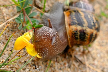 escargot