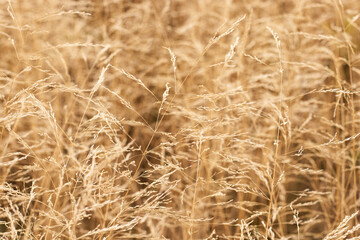 Golden grass background. Autumn grass texture
