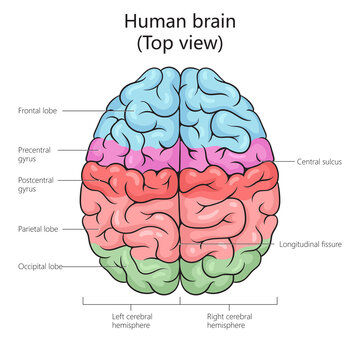 Human brain structure top view diagram schematic raster illustration. Medical science educational illustration