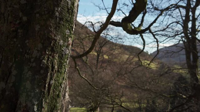 Scraggy tree branches in a mountain background scene