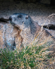 marmot in the grass