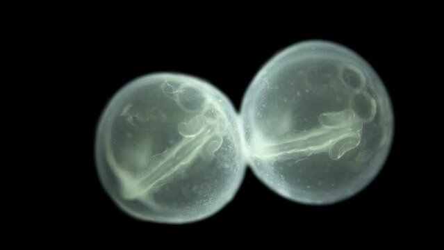 Caviar fish under microscope, Chordata phylum. Movement of formed embryo is noticeable. Sample found White sea
