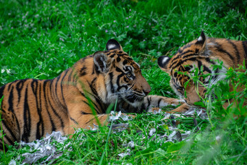 Two Sumatran tiger cubs feeding on prey in green grass