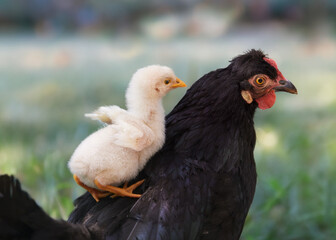 Newborn chick sitting on back of black mother chick