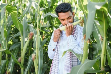 Indian agronomist or banker at agriculture corn field.