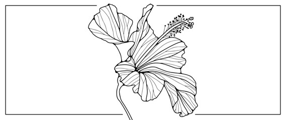 Black outline of a delicate hibiscus flower on a white background. Flower for coloring, decoration, creating various designs and patterns. Hand drawn flower drawing.