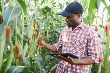 African farmer man holding a fresh corn at organic farm with smile and happy.Agriculture or cultivation concept. © Serhii