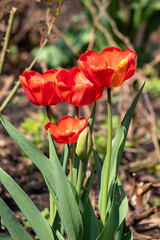 Flowers tulips in green grass, spring nature.