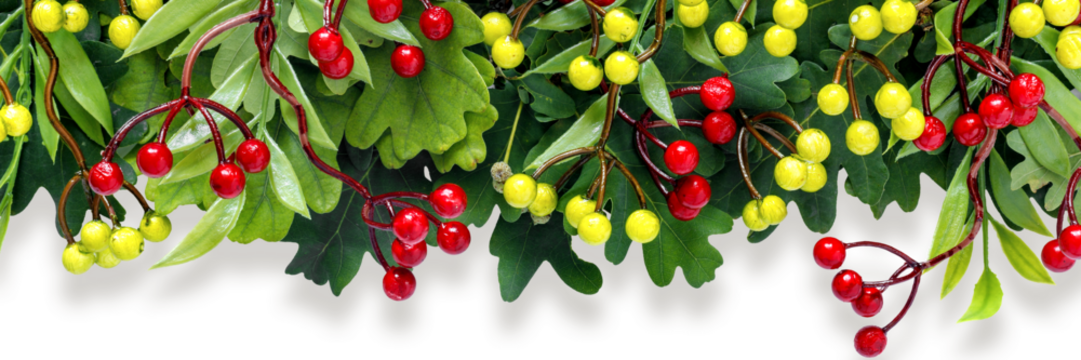 Autumn oak and rowan branches with red berries on transparent background.