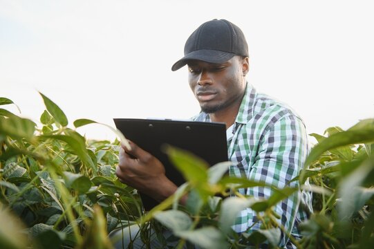 An African American male farmer or agronomist inspects soybeans in a field at sunset.
