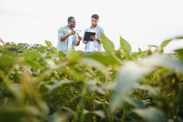 An African-American farmer and an Indian businessman in a soybean field discuss the sale of soybeans © Serhii