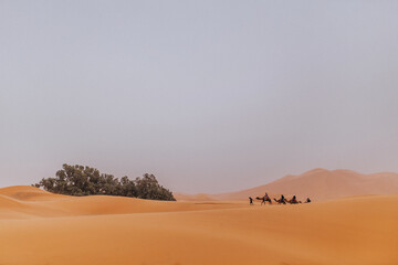 nomads traveling on camels through sand dunes in the desert - obrazy, fototapety, plakaty
