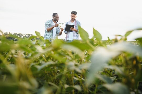 An African-American farmer and an Indian businessman in a soybean field discuss the sale of soybeans