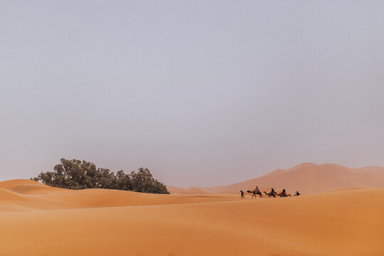 nomads traveling on camels through sand dunes in the desert