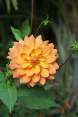Closeup of an orange Dahlia bloom, Yorkshire England
