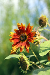 Closeup of an orange Sunflower bloom, Yorkshire England
