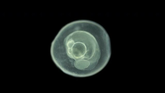 Caviar fish under microscope, Chordata phylum. Movement of formed embryo is noticeable. Sample found White sea