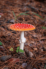 Inedible, poisonous mushroom is a red fly agaric. Beautiful forest background with a red mushroom close-up. 
