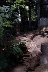 Surykatka szara, surykatka – gatunek drapieżnego ssaka z podrodziny Mungotinae w obrębie rodziny mangustowatych. W Afryce oraz krajach anglojęzycznych znana jest pod nazwą meerkat.  © Jarekfoto