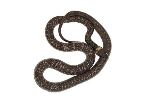 Common Wolf Snake isolated on white background. This image have clipping path. World Snake Day July 16. Art of snake background and free space for text.