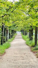 Fototapeta na wymiar Green tree walkway in summer By taking pictures vertically