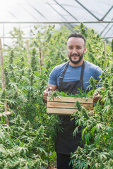 Smart farmer with commercial cannabis farm, Farmers harvest marijuana in greenhouses, Business...