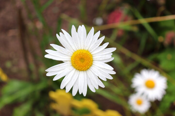 Garden chamomile with dew drops on the petals against the background of earth and grass and other daisies. Horizontal macro photo