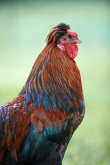 Red rooster isolated on blurred background of garden