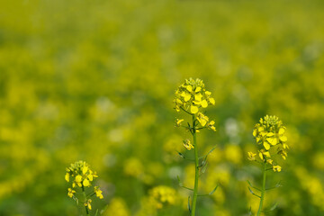rapeseed blossom in the field