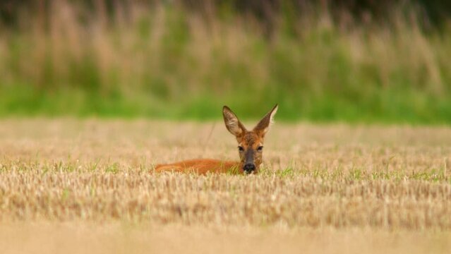 one Roe deer fawn (Capreolus capreolus) lies on a harvested stubble field and rests