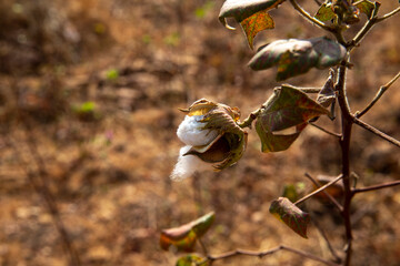 Cotton growing in North Togo.