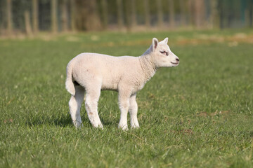Naklejka na ściany i meble White lamb on meadow