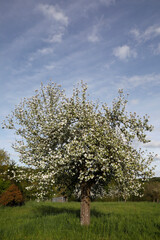 Apple tree in spring, Eure, France.