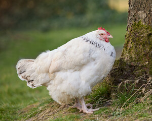 White Sussex chicken in the farm
