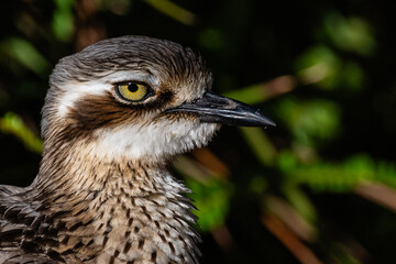 Bush Stone-curlew, also known as kikkops or thick-knees or iben bird. Burhinus grallarius. Close up portrait
