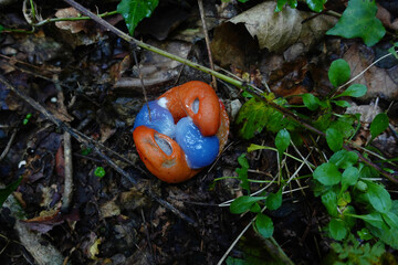 Reproduction of Arion vulgaris, also called Spanish slug