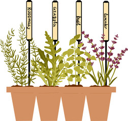 Popular culinary herbs, hand drawn vector illustration.  Herbal ingredients. Greens in pots with signs. Gardening concept. Vegetable garden in a garden pot.
