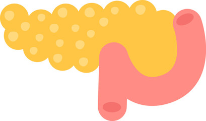 Pancreas Human Organ