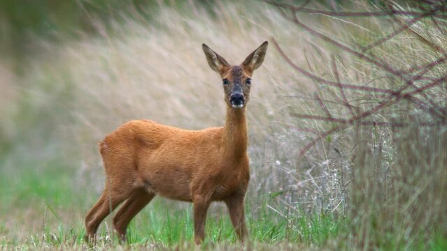 one Roe deer doe (Capreolus capreolus) walk along a edge of a harvested stubble field and eats